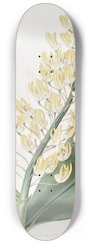Sydenham Edwards - Shewy Dendrobium 8.25 inch art skate deck