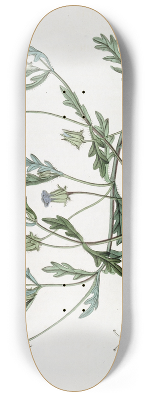 Sydenham Edwards - Shewy Nemophila 8.25 inch art skate deck