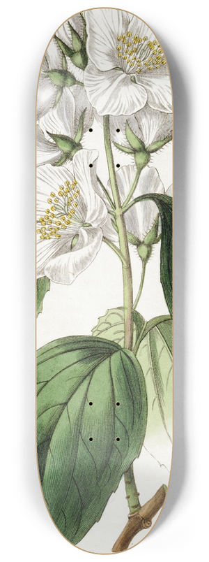 Sydenham Edwards - Showy Syringa 8.25 inch art skate deck