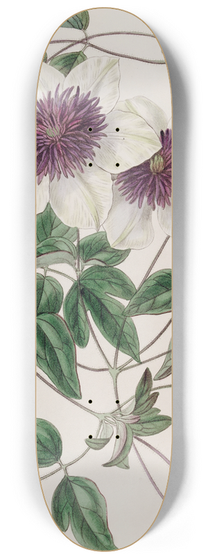 Sydenham Edwards - Siebolds Clematis 8.25 inch art skate deck