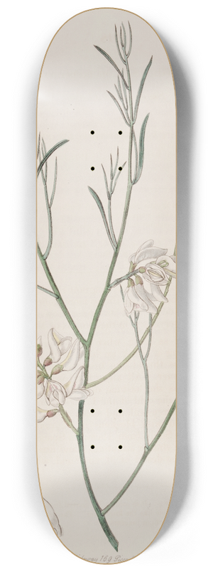 Sydenham Edwards - Single-seeded Genista 8.25 inch art skate deck