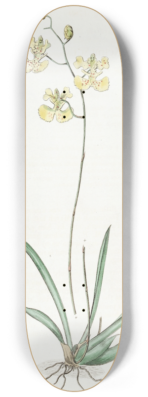 Sydenham Edwards - Sir C. Lemons Oncidium 8.25 inch art skate deck