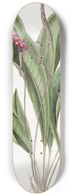 Sydenham Edwards - Slender Anthrium 8.25 inch art skate deck