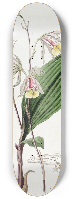 Sydenham Edwards - Slender Bletia 8.25 inch art skate deck