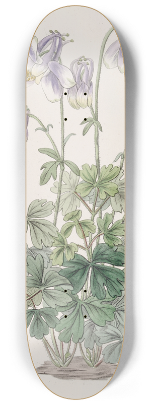 Sydenham Edwards - Slender-horned Columbine 8.25 inch art skate deck