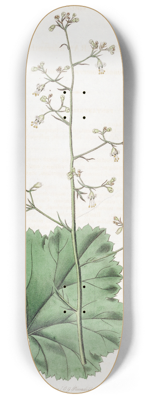 Sydenham Edwards - Small-flowered Heuchera 8.25 inch art skate deck
