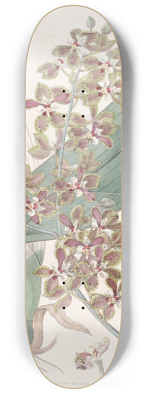 Sydenham Edwards - Small-lipped Oncidium 8.25 inch art skate deck