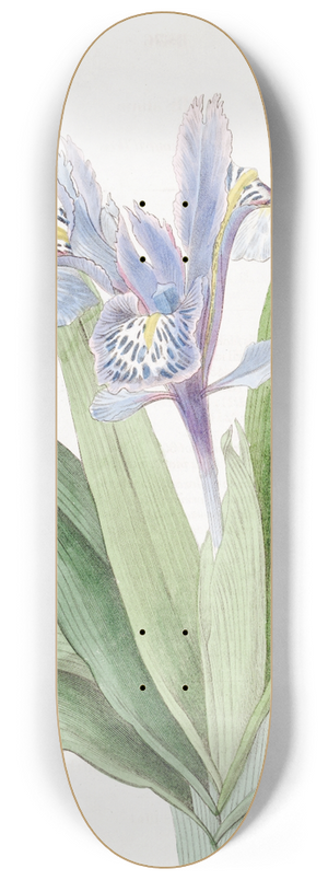 Sydenham Edwards - Small-winged Iris 8.25 inch art skate deck