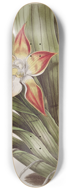 Sydenham Edwards - Speckled Huntleya 8.25 inch art skate deck