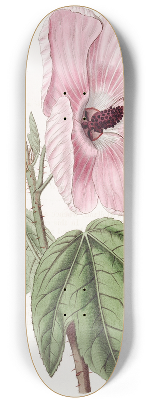 Sydenham Edwards - Splendid Hibiscus 8.25 inch art skate deck