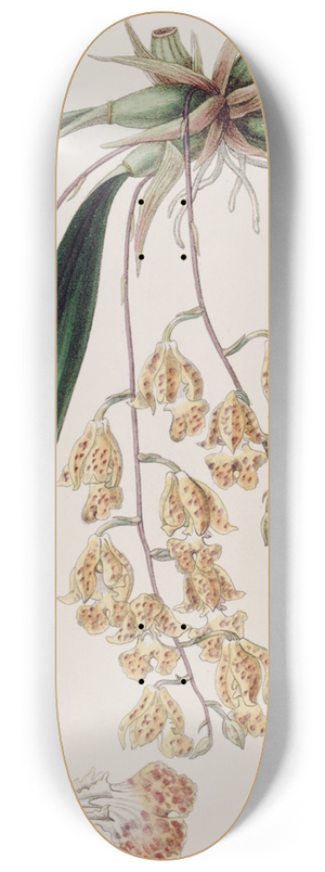 Sydenham Edwards - Spotted Burlingtonia 8.25 inch art skate deck