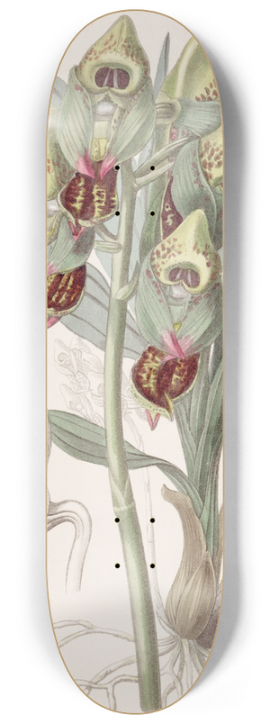 Sydenham Edwards - Spotted Feelerbloom 8.25 inch art skate deck