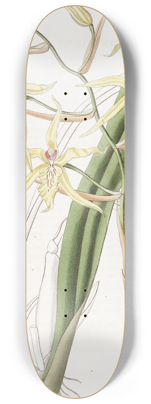Sydenham Edwards - Straw-coloured Cyrtochilum 8.25 inch art skate deck
