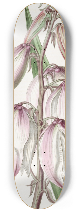Sydenham Edwards - Superb Adams Needle 8.25 inch art skate deck