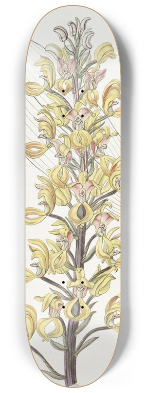 Sydenham Edwards - Superb Govenia 8.25 inch art skate deck