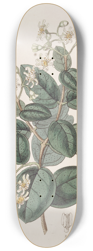 Sydenham Edwards - Sweet-scented Boldu 8.25 inch art skate deck