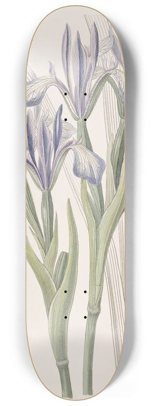 Sydenham Edwards - Sweet-scented Iris 8.25 inch art skate deck