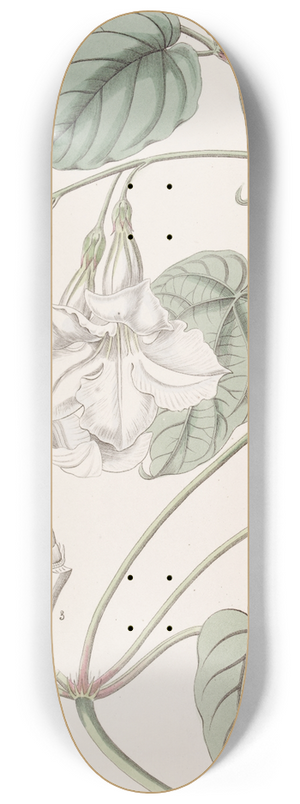 Sydenham Edwards - Sweet-scented Mandevilla 8.25 inch art skate deck