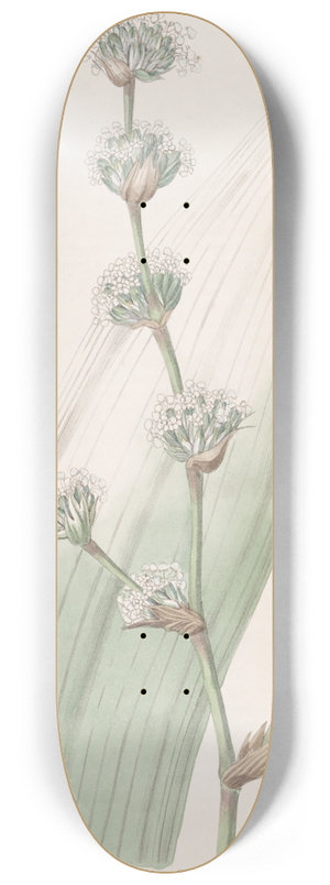 Sydenham Edwards - Sweet-scented Spiralthread 8.25 inch art skate deck