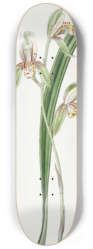 Sydenham Edwards - Sword-leaved Cymbidium 8.25 inch art skate deck