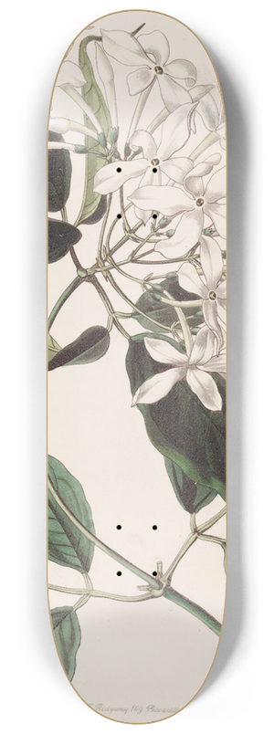 Sydenham Edwards - Tail-leaved Jasmine 8.25 inch art skate deck
