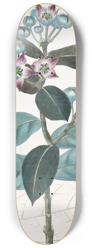 Sydenham Edwards - Tall Calotropis 8.25 inch art skate deck