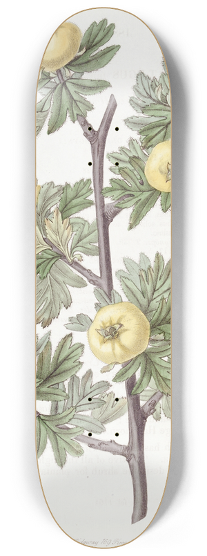 Sydenham Edwards - Tansy-leaved Hawthorn 8.25 inch art skate deck