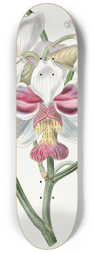 Sydenham Edwards - Taper-leaved Vanda 8.25 inch art skate deck