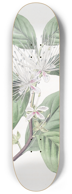 Sydenham Edwards - Taper-pointed Caper 8.25 inch art skate deck