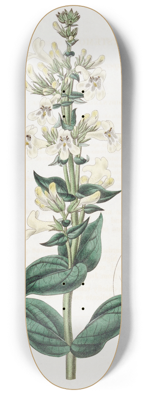 Sydenham Edwards - Taper-pointed Pentstemon 8.25 inch art skate deck