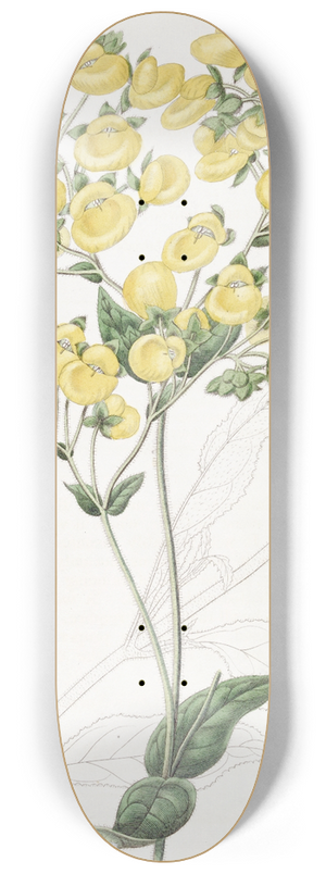 Sydenham Edwards - The Chiloe Slipper-flower 8.25 inch art skate deck
