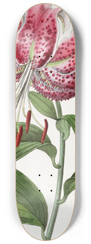 Sydenham Edwards - The Crimson Japan Lily 8.25 inch art skate deck