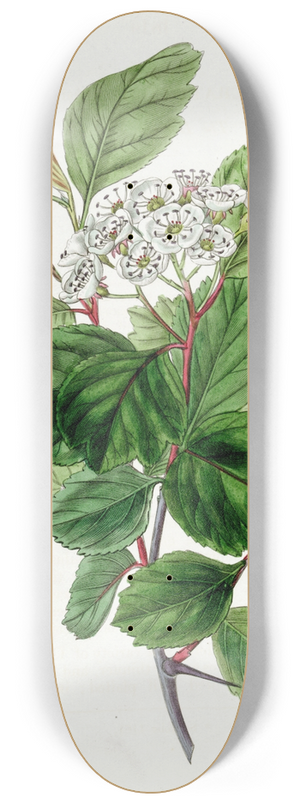 Sydenham Edwards - The Douglas Thorn 8.25 inch art skate deck