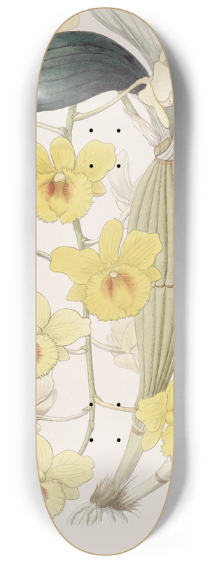 Sydenham Edwards - The Golden-arch Dendrobe 8.25 inch art skate deck