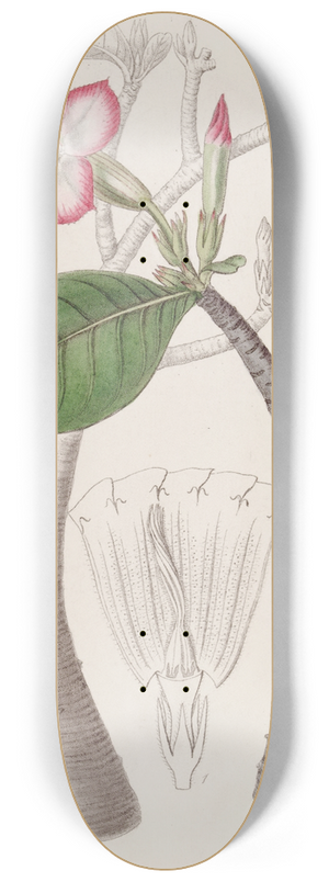 Sydenham Edwards - The Honghel bush 8.25 inch art skate deck