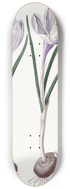 Sydenham Edwards - The Painted Vernal Crocus 8.25 inch art skate deck