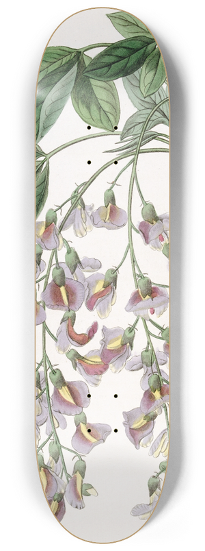 Sydenham Edwards - The Purple Laburnum 8.25 inch art skate deck