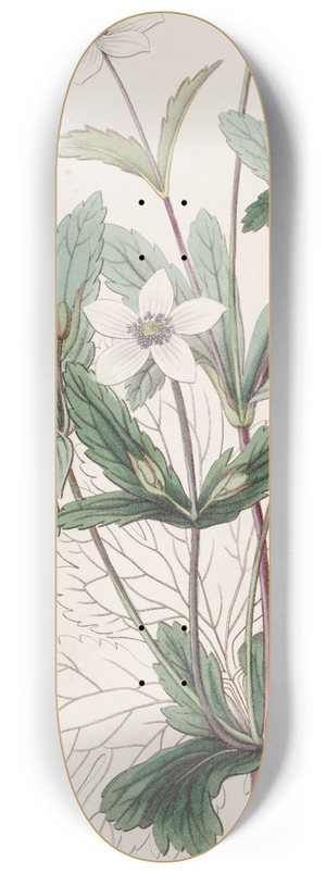 Sydenham Edwards - The Rill Anemone 8.25 inch art skate deck