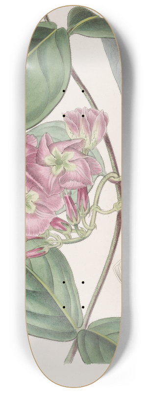 Sydenham Edwards - The River Francisco Echites 8.25 inch art skate deck