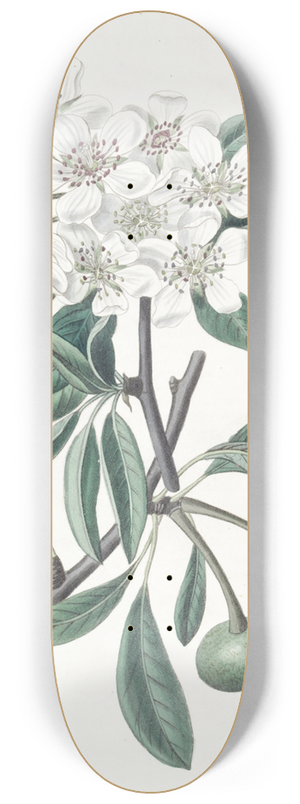 Sydenham Edwards - The Snow Pear 8.25 inch art skate deck