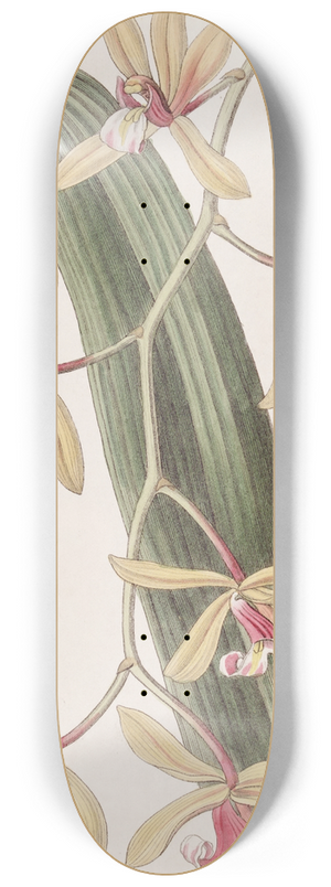 Sydenham Edwards - Thick-leaved Cymbidium 8.25 inch art skate deck