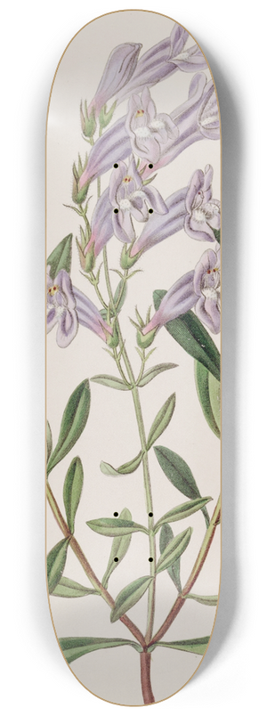 Sydenham Edwards - Thick-leaved Pentstemon 8.25 inch art skate deck