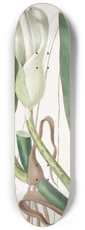 Sydenham Edwards - Thick-ribbed Philodendron 8.25 inch art skate deck