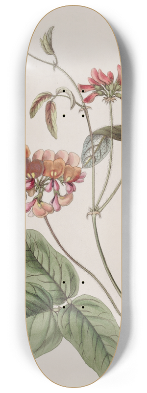 Sydenham Edwards - Three-coloured Zichya 8.25 inch art skate deck