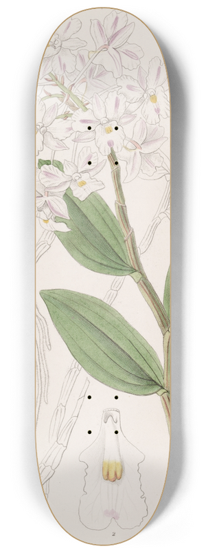 Sydenham Edwards - Three-knobbed Dendrobe 8.25 inch art skate deck