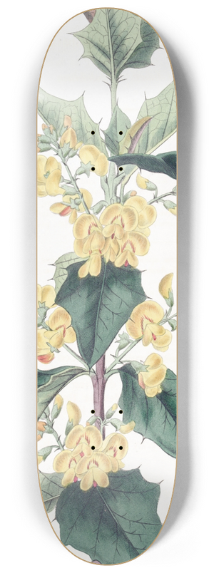 Sydenham Edwards - Three-lobed Podolobium 8.25 inch art skate deck
