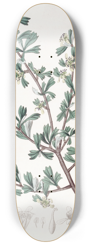 Sydenham Edwards - Three-toothed Purshia 8.25 inch art skate deck