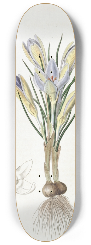 Sydenham Edwards - Tiny Crocus 8.25 inch art skate deck