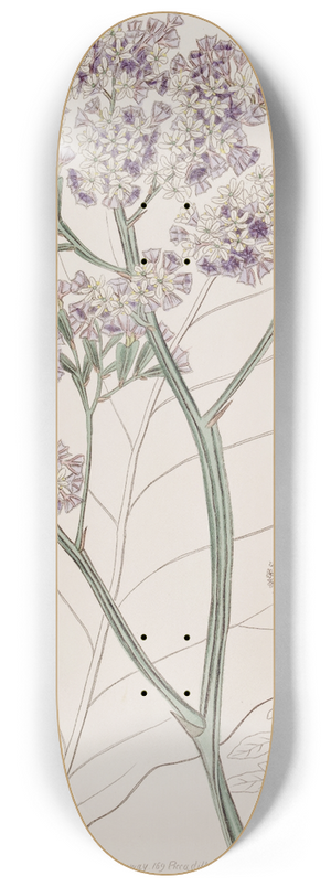 Sydenham Edwards - Tree Statice 8.25 inch art skate deck