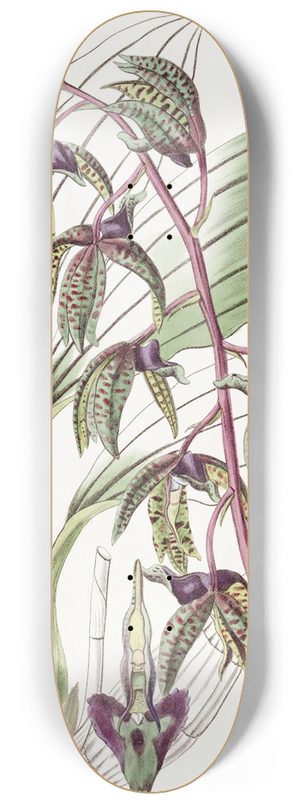 Sydenham Edwards - Triangular lipped Flywort 8.25 inch art skate deck